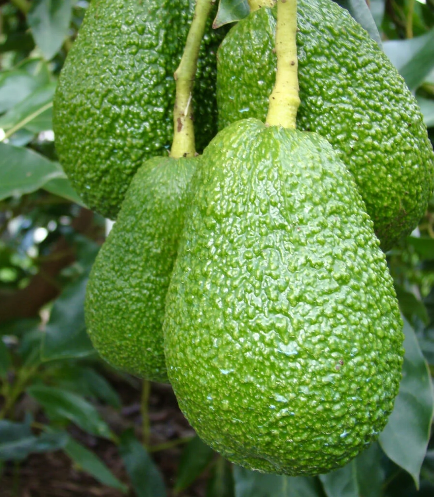 Avos on tree