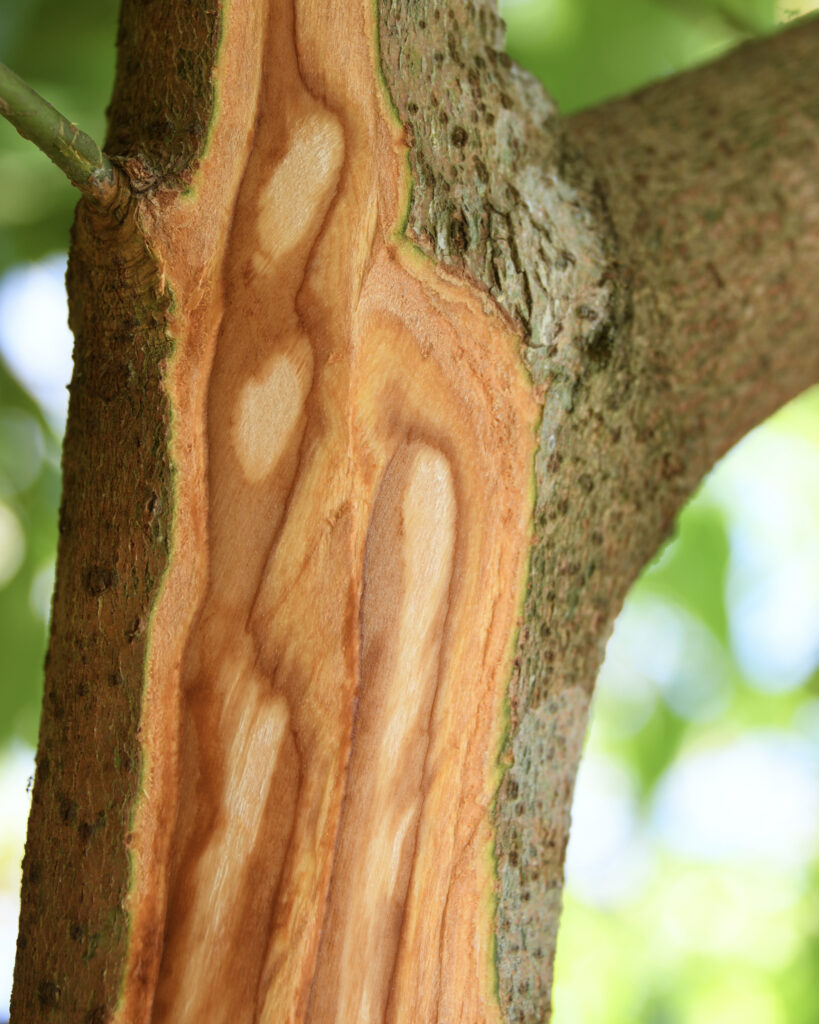 The real cinnamon tree is a type of plant within the laurel family. This is grown in tropical countries like Zanzibar or Madagascar.