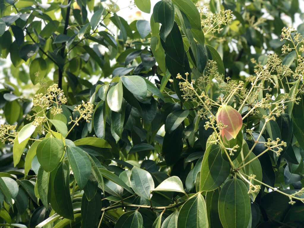 Silhouette of Beautiful Cinnamon leaves growth in herb botanical garden,with natural glare light.Tropical botanical trees.Close up of multiple foliage.Selective focus.