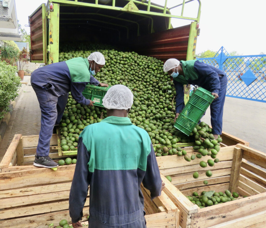 African Oils Quality, Ethically Produced Natural Oils Fairoils