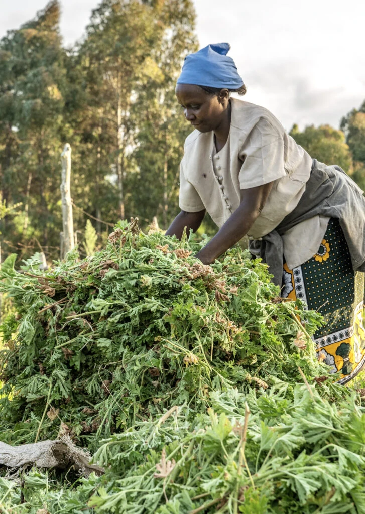 Kenya_Geranium-40