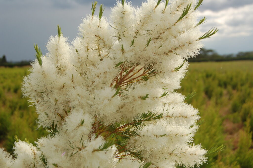 Weleda Kenya Trip Sept11 127