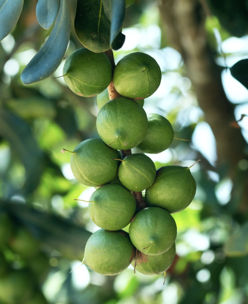 Raw of Macadamia integrifolia or Macadamia nut hanging on plant.