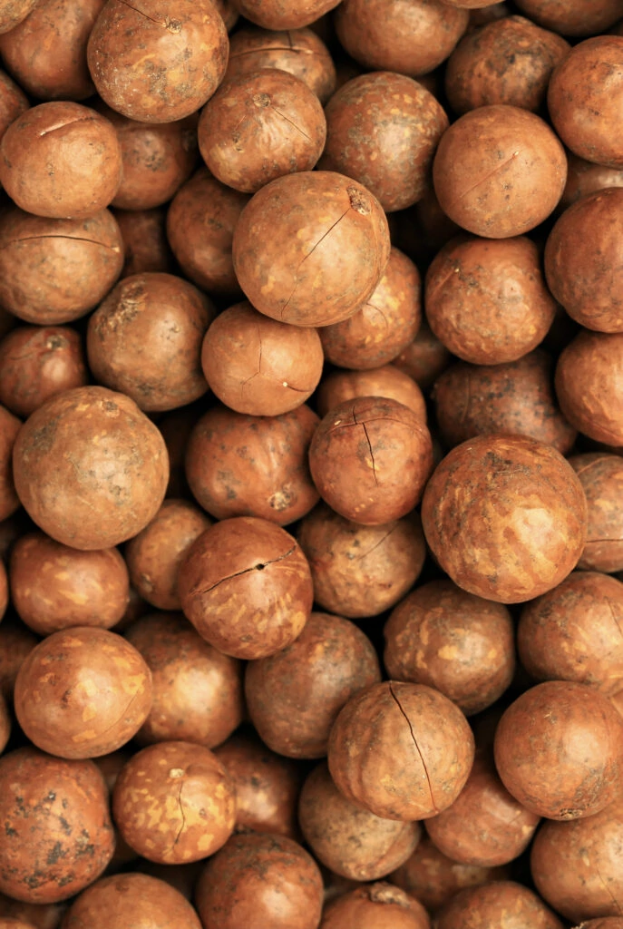 Dry Macadamia nuts background