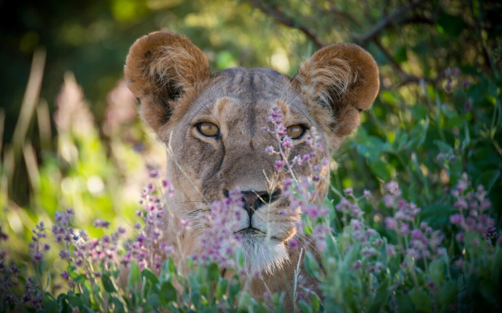 Lioness,Samburu,Kenya